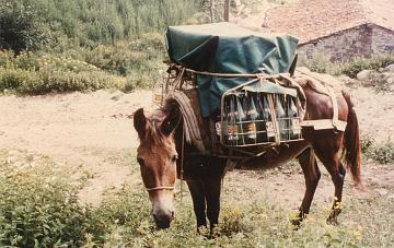 Transport Tresviso 1977